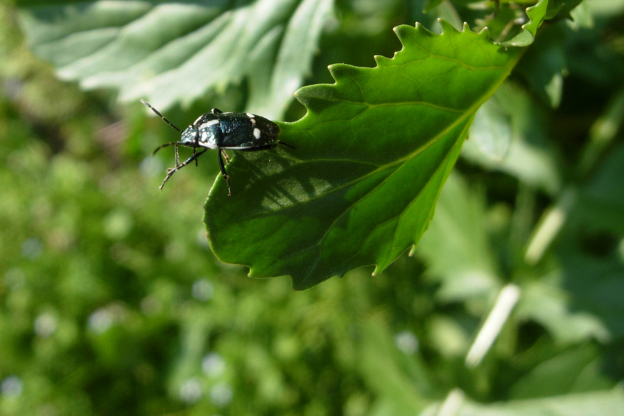 Eurydema ornata e E. ventralis